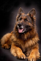 A bright German shepherd with a long coat sits on a black background