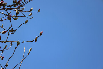 Magnolia bush in bloom on blue sky