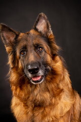 Head shot portrait of a beautiful german shepherd on a dark grey background