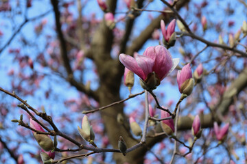 Magnolia bush in bloom on blue sky