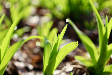Green lily bed sprouting in early spring