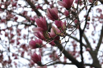 Magnolia blooms on rainy day