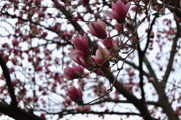 Magnolia blooms on rainy day