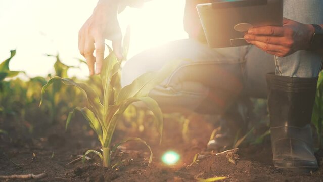 Agriculture. Farmer with tablet in corn field. Agribusiness modern technologies. Plantation of green corn.Farmer agronomist with tablet works in corn field. Agriculture concept. Environmental business