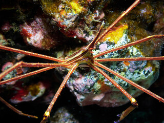 Close up of an Eastern Atlantic Arrow Crab (Stenorhynchus lanceolatus) in natural underwater habitat. Marine life on the Canary Islands.