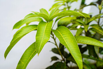 Close up of leaves