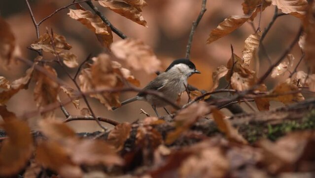 Eurasian blackcap surrounded by earthy brown fall colored foliage