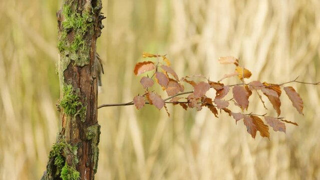 House sparrow landing on horisontal twig with golden brown autumn colored leaves