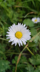 Obraz premium Fleurs des Champs