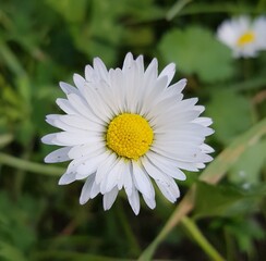 Fototapeta premium Fleurs des Champs
