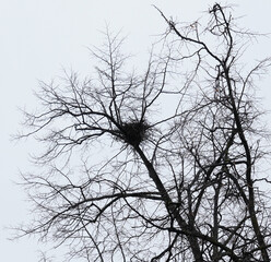 Black Raven's nest on the winter trees without leaves