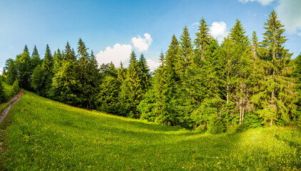 small ground road through a wer green fir tree forest