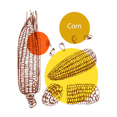 corn, graphics, hand-drawing corn, graphics, hand drawing, detailed image of a cob of corn and yellow spotted corn