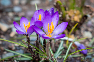 A single purple crocus flower, croci, growing out of a green flower garden. The vibrant purple flower has small long leaves at its stem. The petals of the flower are soft, vibrant and silky. 