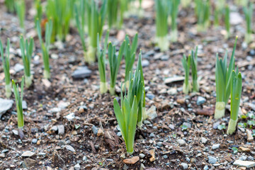 A flower bed with new seed stalks of fresh onions. The small green sprouts are growing in rich organic soil. The vibrant green edible scallions are firm with veins in the husks. 