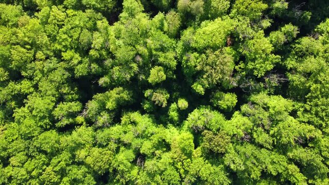 Aerial footage of slow vertical flight over green treetops in the forest