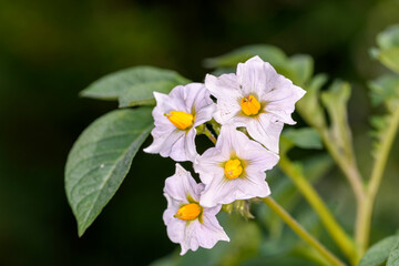 Obraz premium Potato - Solanum tuberosum - during flowering