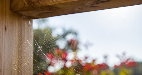 Selective focus shot of a spiderweb on a wooden bench