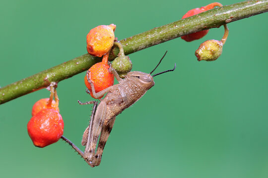 A young grasshopper is resting on wild fruits.