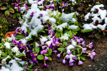 Rosa blühende Stängellose Schlüsselblumen im Schnee