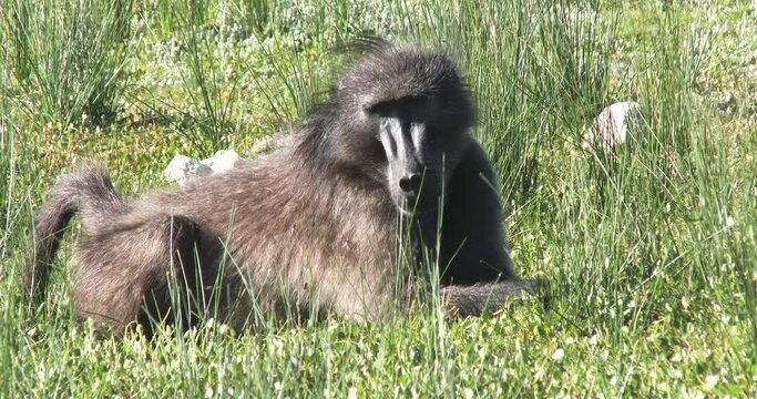 A male baboon rests and relaxes in the grass on a windy day