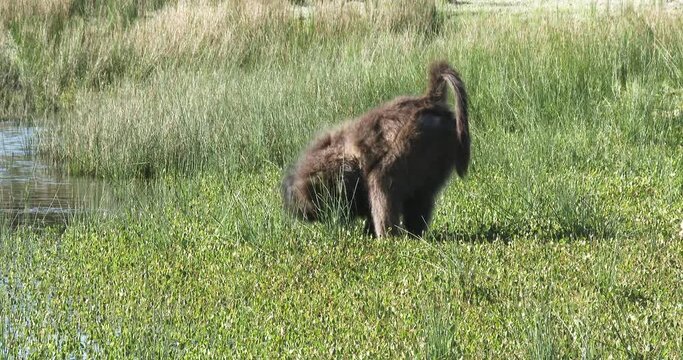 A male baboon drinks at the lakes edge then slowly strolls away
