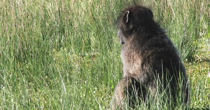 A  Chacma baboon yawns while sitting in the grass and forages for food