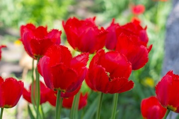 Fototapeta premium red tulips in spring