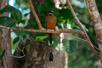 Turquoise-browed motmot Eumomota superciliosa Perched on Tree Branch