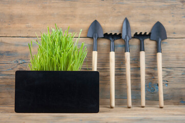 gardener's inventory, shovel, rake, grow together with green grass on a white background. The...