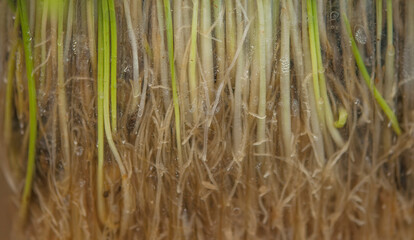 green young wheat sprout
