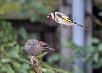 Beautiful shot of cute goldfinch and house sparrow birds in a garden