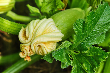 Green young zucchini with yellow flower. Green squash in vegetable field. Gardening background with zucchini plant in open ground. Shallow depth of field. Focus on flower and leaf. 