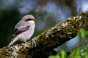 Closeup shot of the cute loggerhead shrike perched on the tree