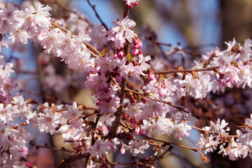 the branches of a flowering tree with pink flowers are close. cherry blossoms. branches of a flowering tree. nature in spring. lots of pink flowers on the tree. pink flowers