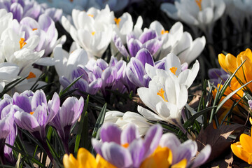 flowers of white, purple and yellow crocuses are nearby. spring