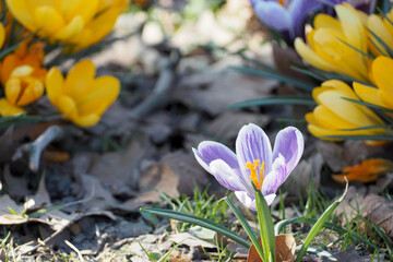purple and white crocus grows in the park close. spring flowers