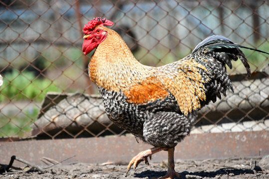 Adorable rooster walking around farmyard , cute chicken photo