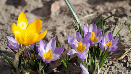 yellow and lilac crocuses grow in the park on a sunny day. side view. spring