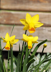 three yellow daffodils grow in the garden on an autumn day against the background of wooden boards.  nature in spring. yellow flowers in the garden