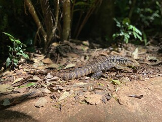 Gros lézard (varan) téjus ou tégus commun, Brésil, Iguazu