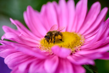 honey bee on a purple flower collect nectar