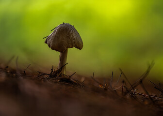 Closeup of Mycena polygramma, grooved bonnet in the forest.