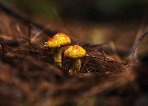 Closeup of Cortinarius triumphans, also known as the birch webcap, or yellow girdled webcap.