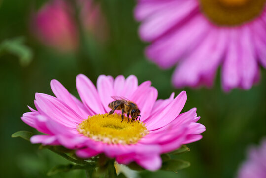 honey bee on a purple flower collect nectar