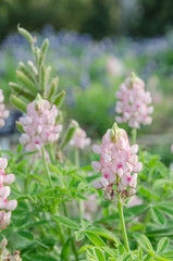 A group of pink flowering bluebonnets.