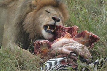 Close-up shot of a lion eating the meat of a zebra in an African savanna