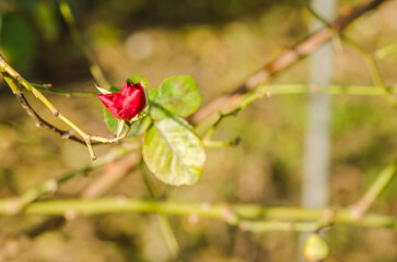 A bud of a red rose illuminated by the morning sun.