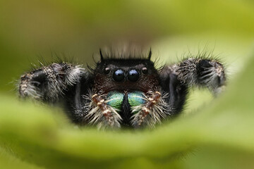 Macro shot of a bold jumper spider with a green background