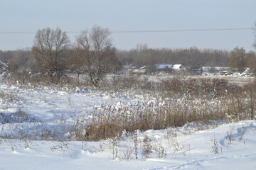 Forest in winter, covered with snow.